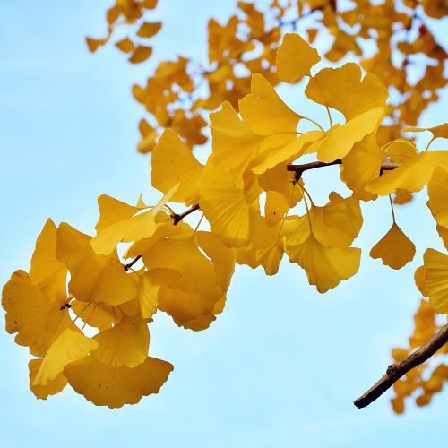 GINKGO